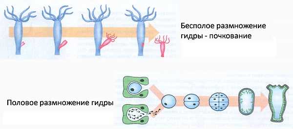 Рабочая ссылка омайгад